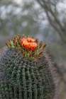 Bright orange or red flowers of a barrel cactus in the Sonoran Desert. Art Print